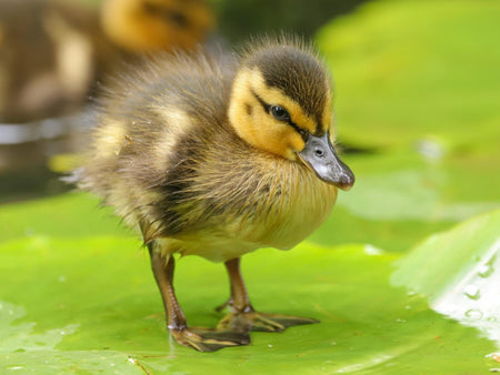 Raising Ducks