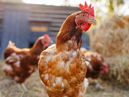 Feather Loss in Backyard Chickens