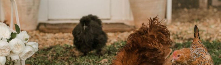 How to Add Chickens to Your Flock
