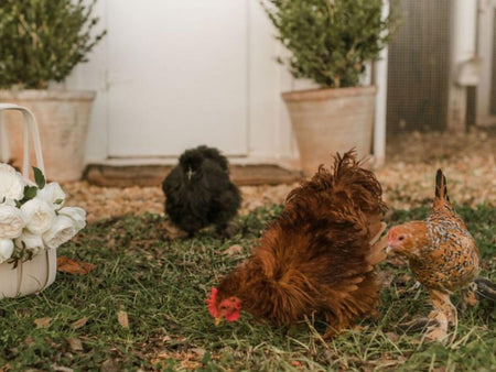 How to Add Chickens to Your Flock