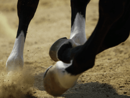 Ask the Farrier: Horse Founder