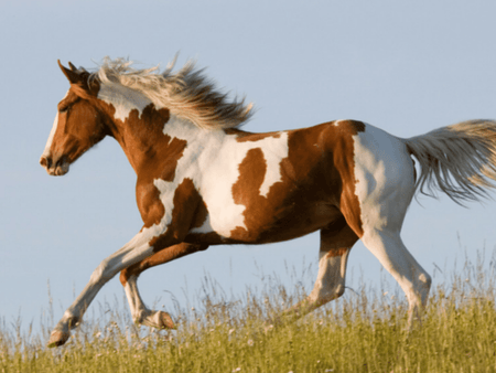 There’s a Fungus Among Us! (And Other Icky Horse Skin Conditions)