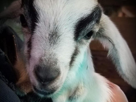 Kinder Goat Breed Profile