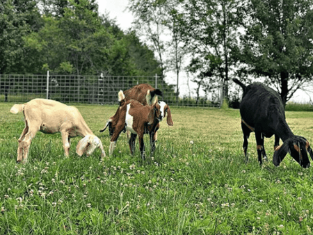 What Goats Can’t Eat Around Your Homestead, Including Table Scraps!