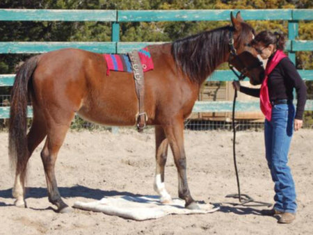 Horse Training Tips: Teach Your Horse to Ground Tie