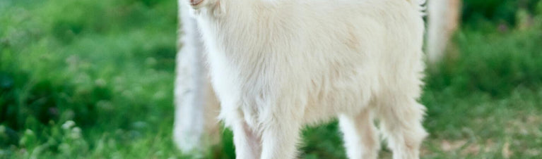 Small Goat Breeds: Raising Pygmy, Dwarf and other Small Goats
