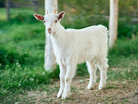 A Guide to Small Goat Breeds