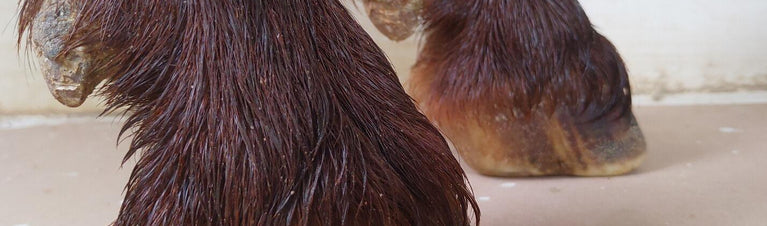Hoof Care for Goats