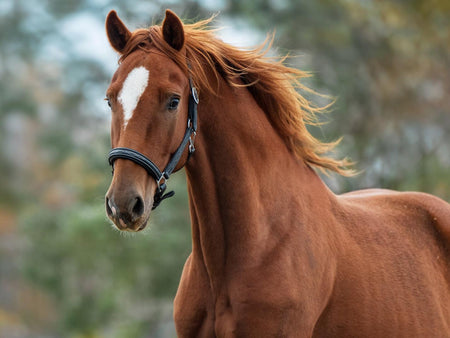 Solutions For How To Put Weight On A Horse