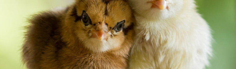 Raising Chickens: Baby Chicks in 3 Easy Steps