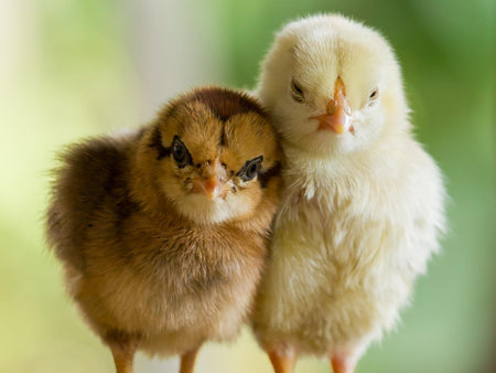 Raising Chickens: Baby Chicks in 3 Easy Steps