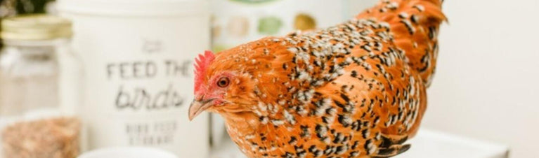 Feed for Chickens and ways to keep your flock healthy