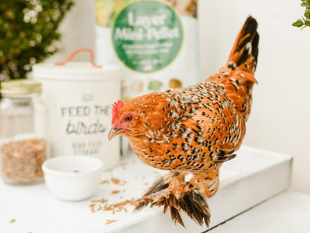 Feed for Chickens and ways to keep your flock healthy