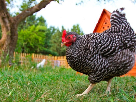 Egg Laying and Optimizing Production in Backyard Chickens