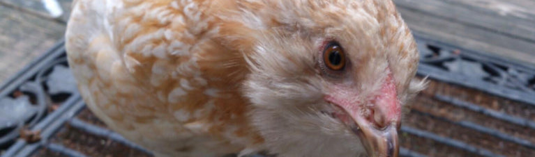 Chicken Breed Spotlight: “Easter Egger” Chickens