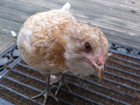 Chicken Breed Spotlight: “Easter Egger” Chickens
