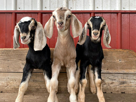 Introduction to Raising Goats