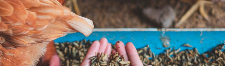 Are Mealworms Good for Chickens?