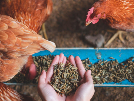 Are Mealworms Good for Chickens?