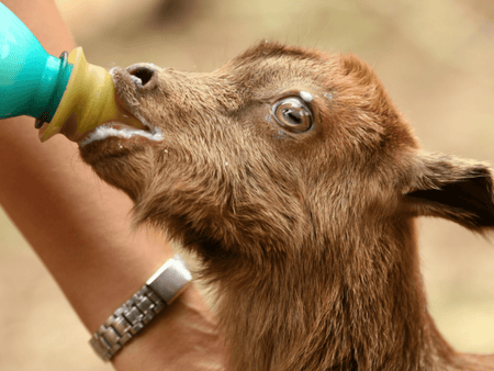 Goat Kid Milk Replacer 101