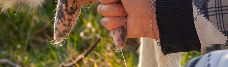 Milking a Goat: What You Should Know