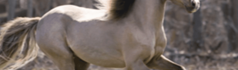 Imagine a Mini: Miniature Horse Training Basics