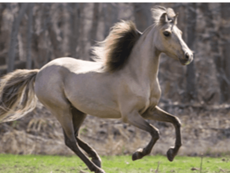 Imagine a Mini: Miniature Horse Training Basics