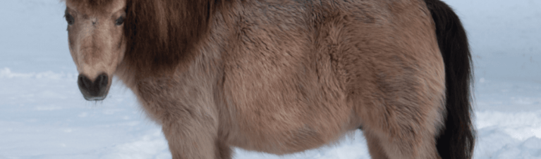 Mighty Minis: Miniature Horse Breed Profile