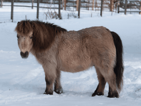 Mighty Minis: Miniature Horse Breed Profile