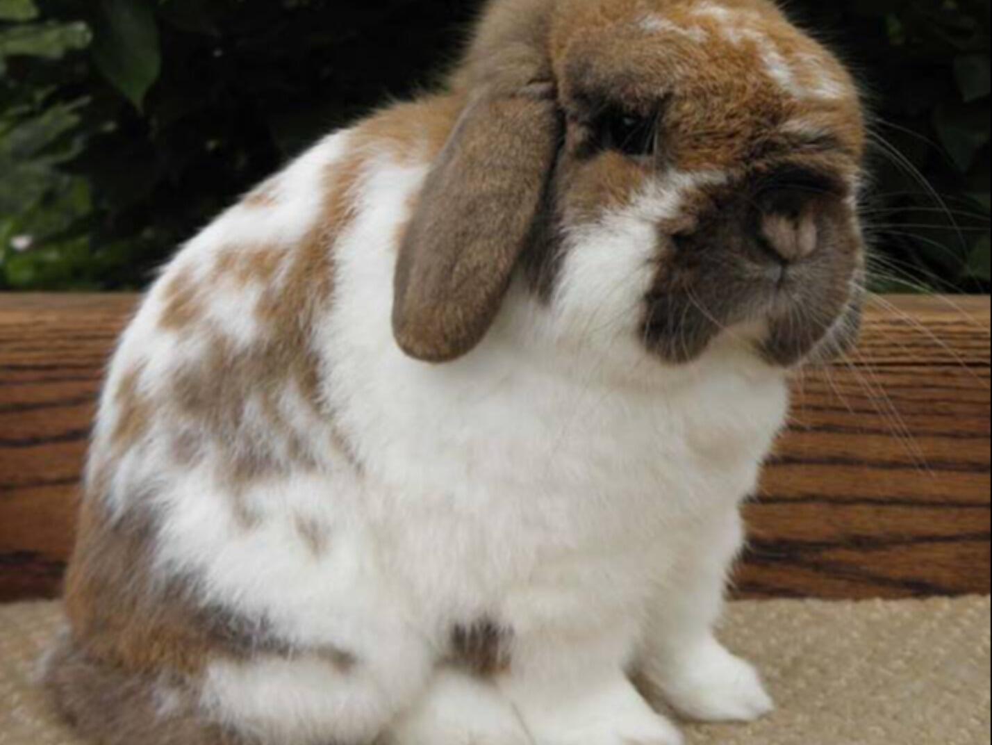 4 Frequently Asked Questions about Calf-Manna® for Rabbits | MannaPro