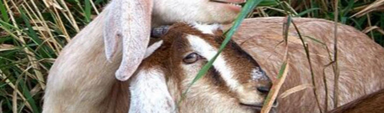 Goats: Caring for Pregnant Does – Part 2