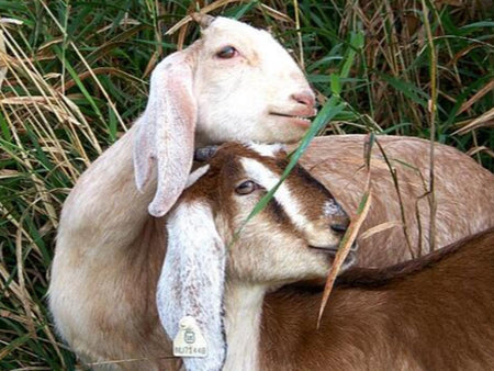 What Goats Can't Eat Around Your Homestead, Including Table Scraps!