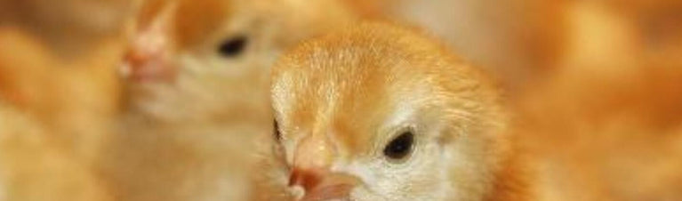 Hatching Your Own Baby Chicks: Pros and Cons