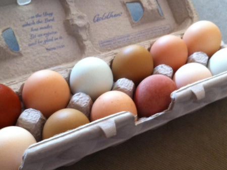 Chicken Breeds Selection for a Rainbow Egg Basket