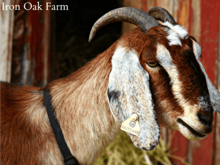 Choosing the Right Goat Breed