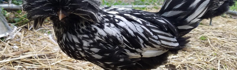 Polish Chickens Breed Profile