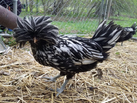 Polish Chickens Breed Profile