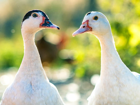 Ultimate Guide to Raising Pet Ducks