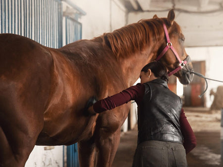 Common Horse Ticks and the Diseases They Carry