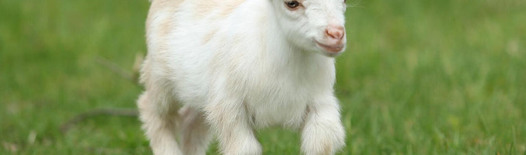 5 Situations in Which Goats Benefit from Calf-Manna®