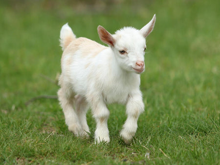 5 Situations in Which Goats Benefit from Calf-Manna®