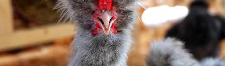 Chicken Tricks and Training with Treats!