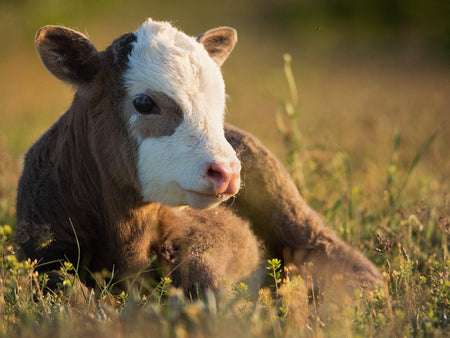 Calf-Manna: Backyard Nutrition for the WHOLE Farm.