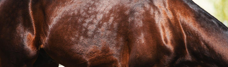 Itching for Spring? Learn to Identify and Treat Horse Skin Conditions