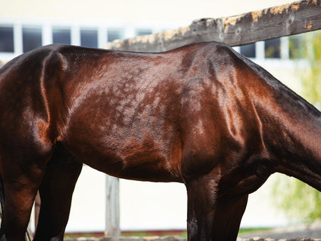 Itching for Spring? Learn to Identify and Treat Horse Skin Conditions