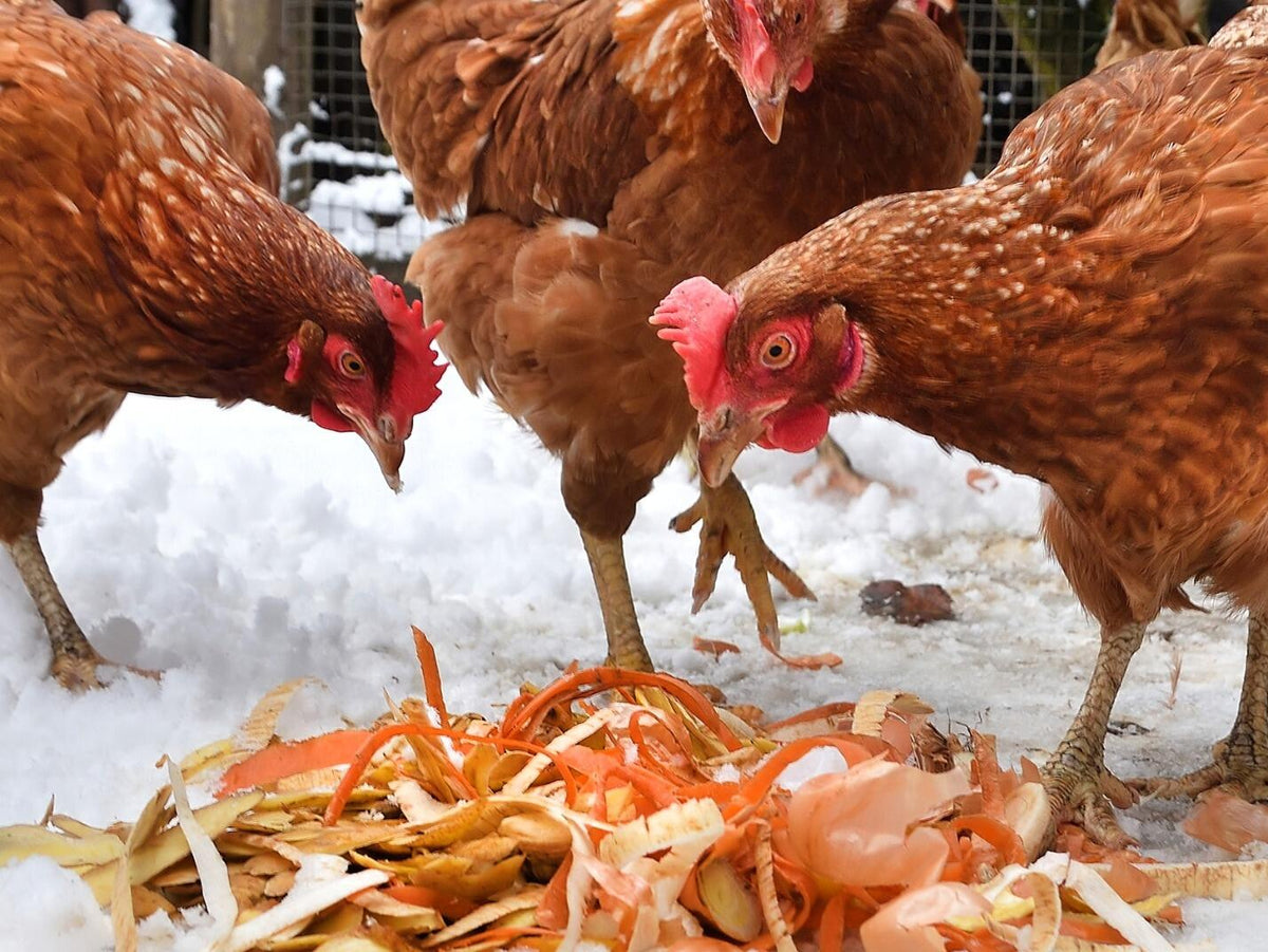 can chickens eat tobacco Chicken Treats Guide: Don't love your pets to death A bird is raising it's