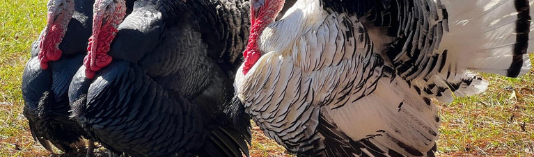 Do Turkeys Make Good Pets? Pros, Cons and Facts about Raising Turkeys