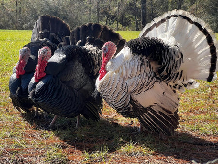 Do Turkeys Make Good Pets? Pros, Cons and Facts about Raising Turkeys