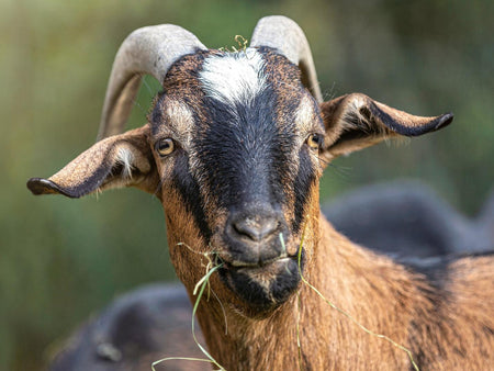 Dealing With Goat Scours | Treatment for Diarrhea in Goats