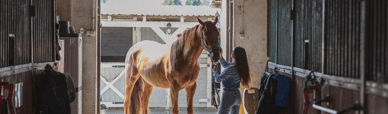 Spring Horse Care Tips: Organize Your Barn like a Pro